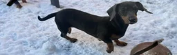 Miniature Dachshund dogs for sale: 🐾🤎✨ Miniature Dachshunds puppies ✨🤎🐾  in North Shields - Advert 1