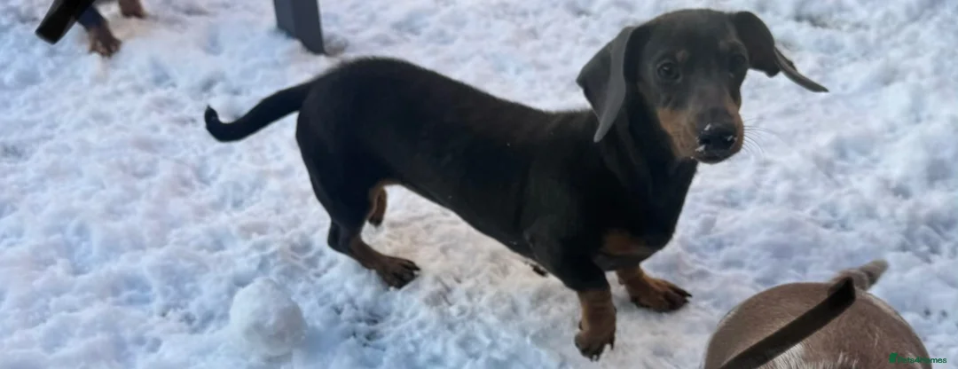 Miniature Dachshund dogs for sale: 🐾🤎✨ Miniature Dachshunds puppies ✨🤎🐾  in North Shields - Advert 1