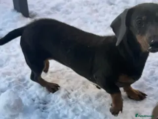 Miniature Dachshund dogs 🐾🤎✨ Miniature Dachshunds puppies ✨🤎🐾 - Advert 2