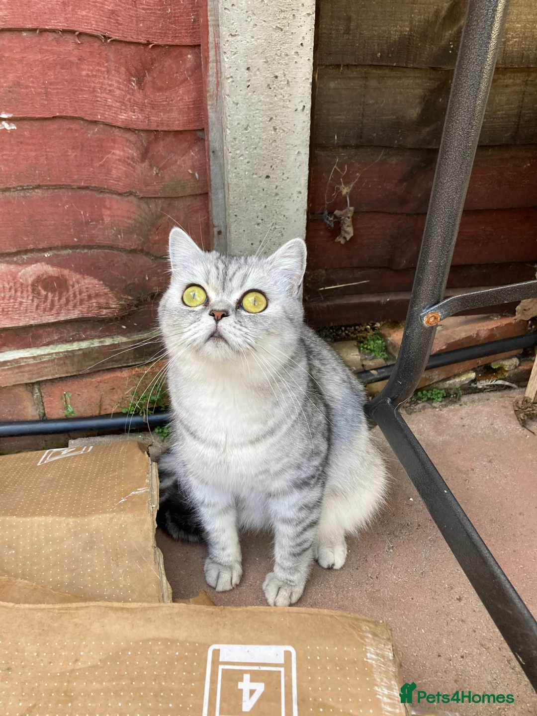Persian cats for sale: Chinchilla Persians  - Advert 1