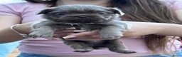 Shih Tzu dogs for sale: Imperial Shih Tzu  in Brixham - Advert 6