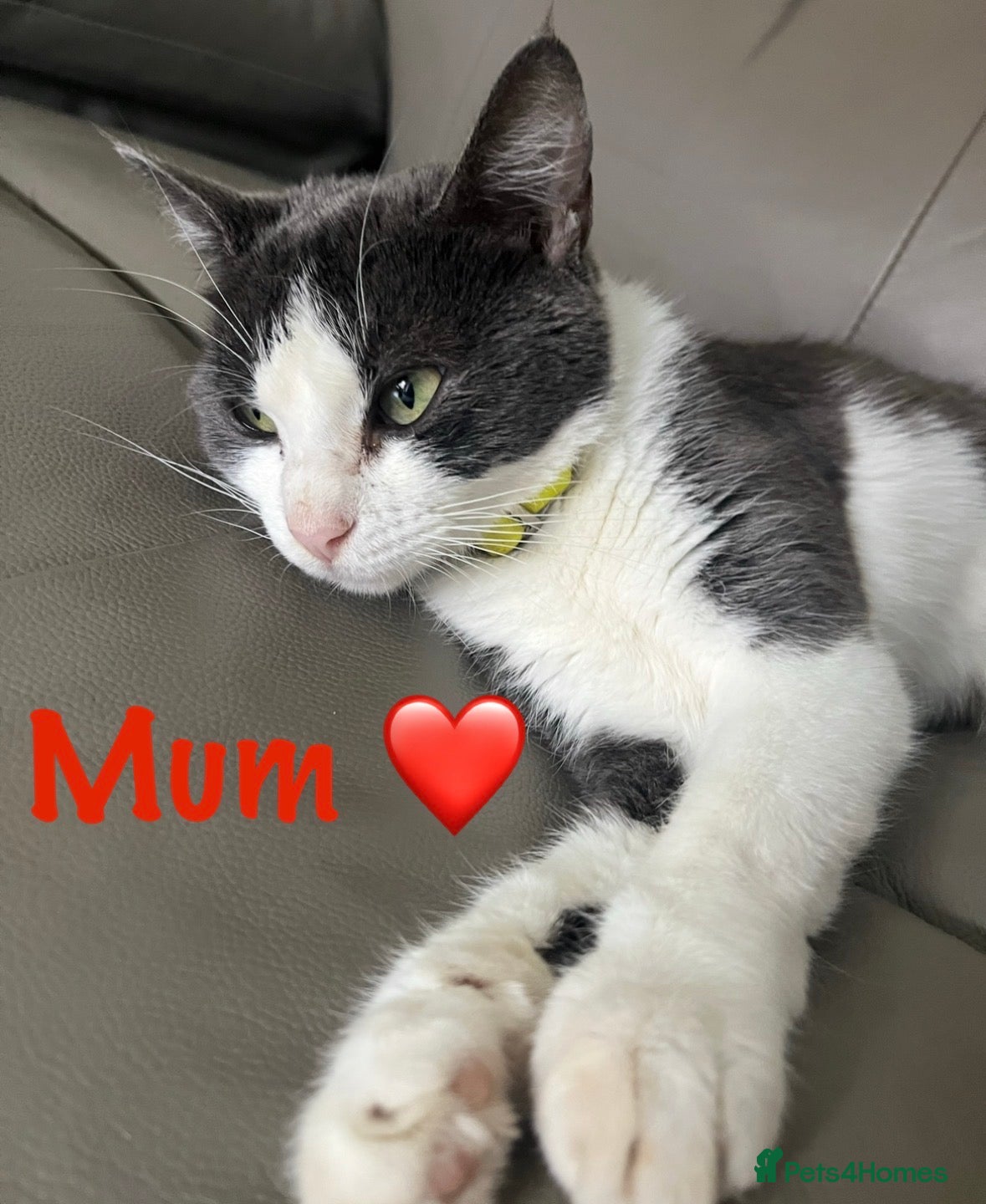 Mixed Breed cats Meet the Shelby Family… - Advert 14