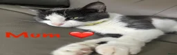 Mixed Breed cats for sale: Meet the Shelby Family… - Advert 1
