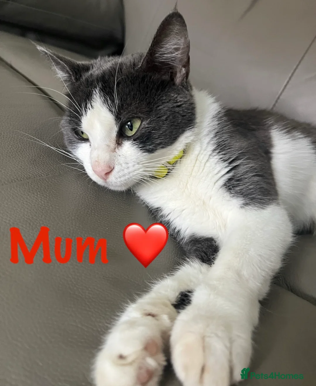 Mixed Breed cats for sale: Meet the Shelby Family… - Advert 1