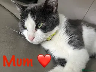 Mixed Breed cats Meet the Shelby Family… - Advert 14