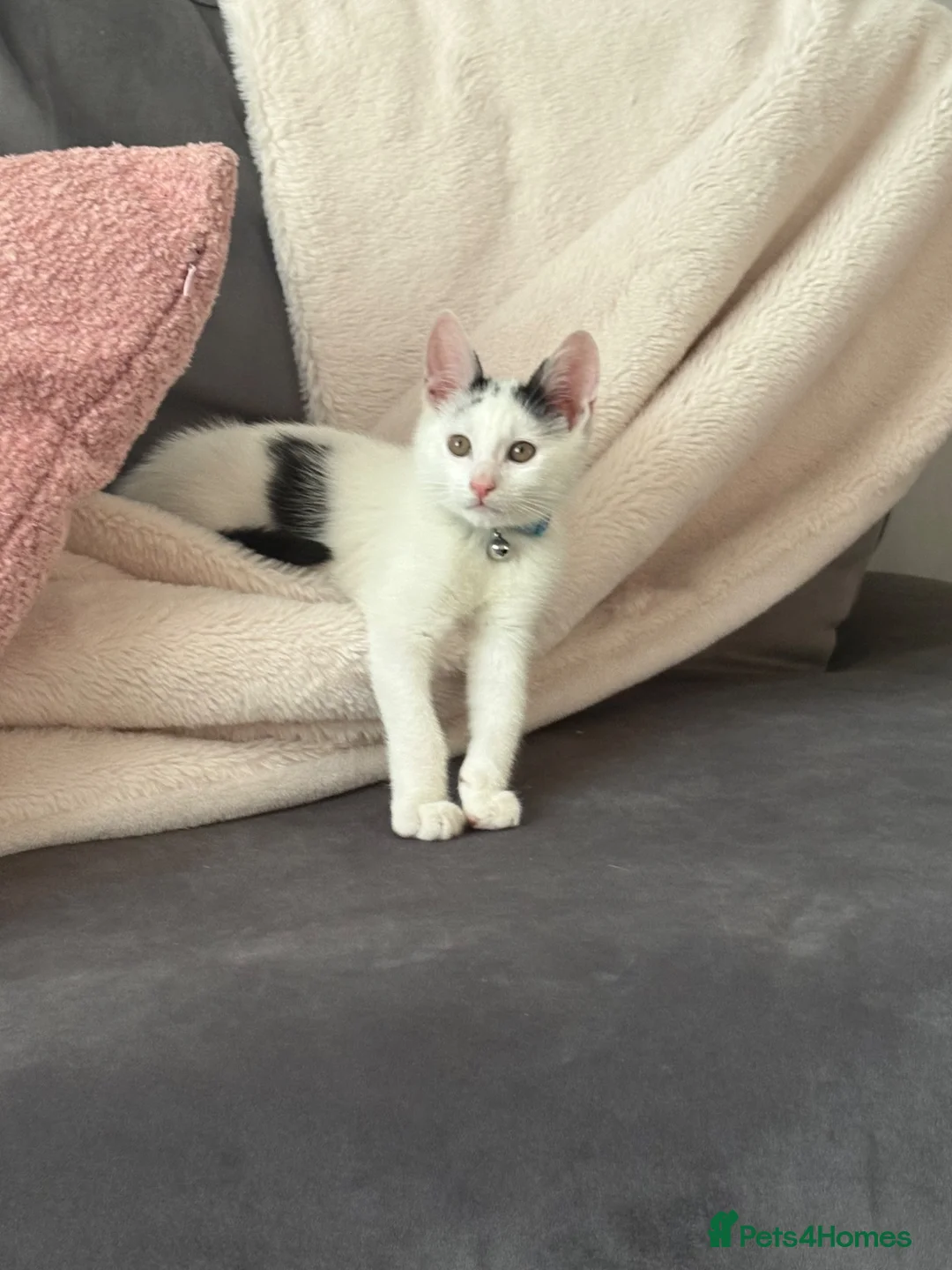 Mixed Breed cats for sale: Male kitten in Christchurch - Advert 3