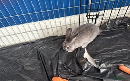 English Lop rabbits for sale: 2 baby bunnies  - Image 12