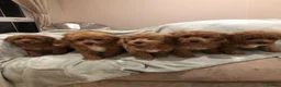 Cavapoo dogs for sale: 🐾Adventures of a curly cavapoo🐕 in Chessington - Advert 6