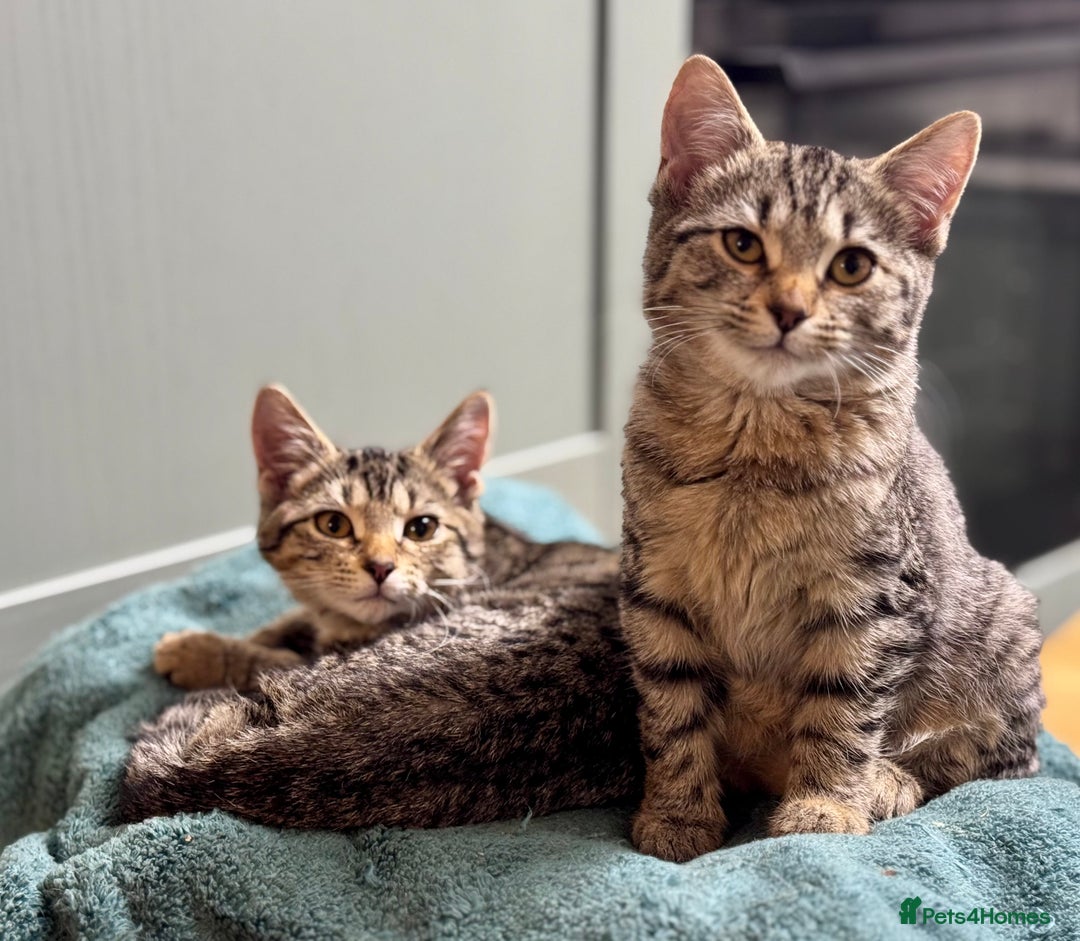 Bengal cats for sale: Incredibly friendly Bengal X Ragdoll - Advert 9