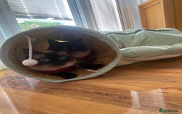 Ragdoll cats for sale: 2 Ragdoll sisters  for adoption  - Image 2