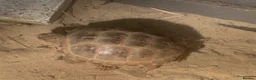 Tortoise reptiles for sale: Two Tortoises for sale in Norwich - Advert 8