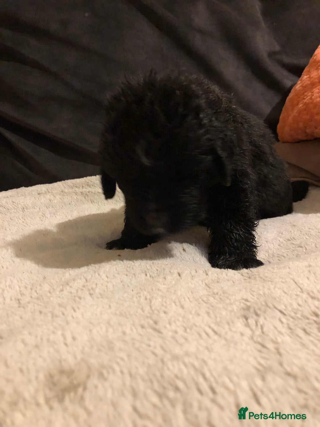 Newfoundland dogs for sale: Balticbears - Advert 12