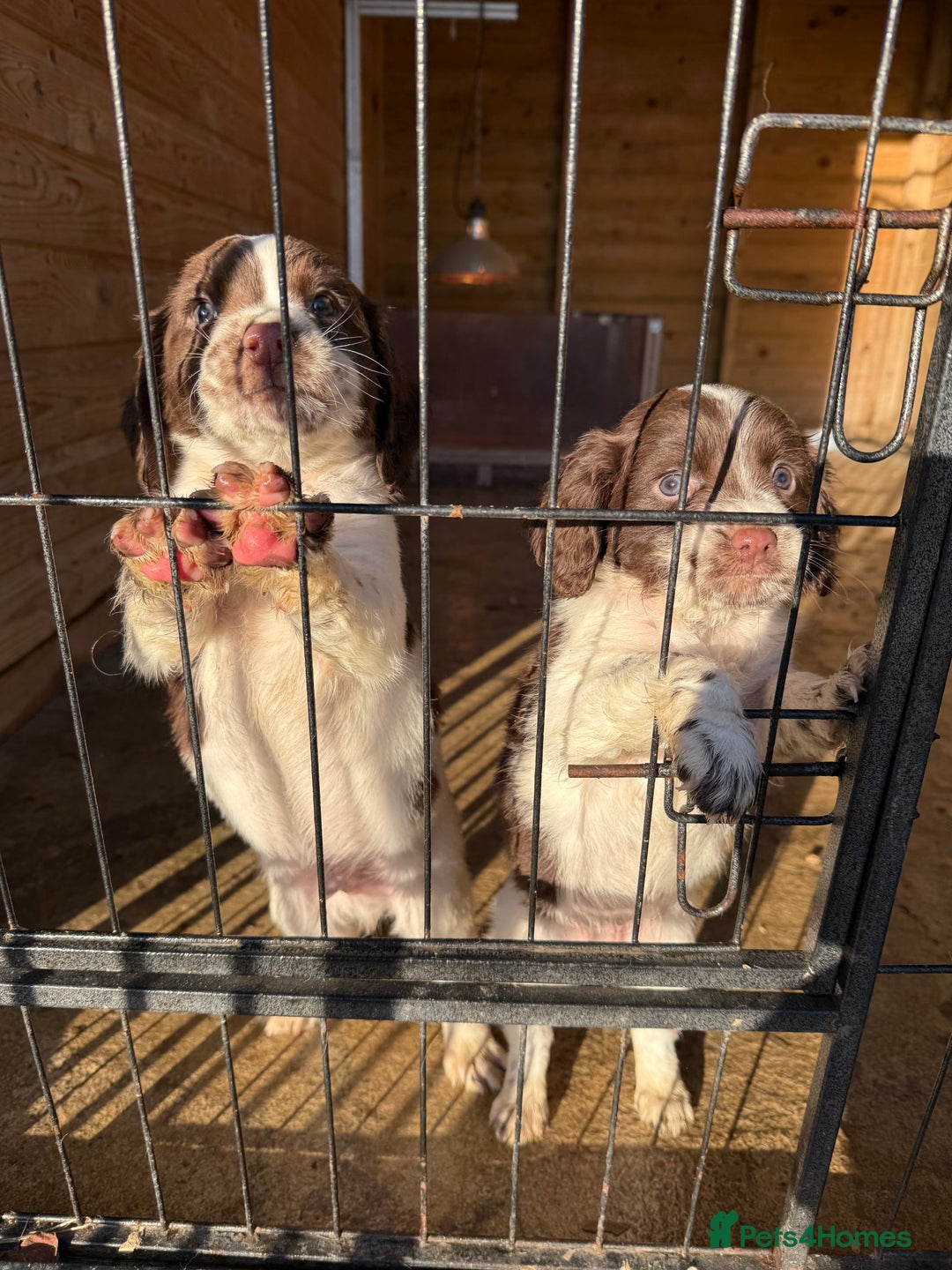 English Springer Spaniel dogs for sale: English Springer Spaniels  - Advert 5