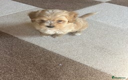 Maltipoo dogs for sale: 10-Week Maltipoo - Image 4