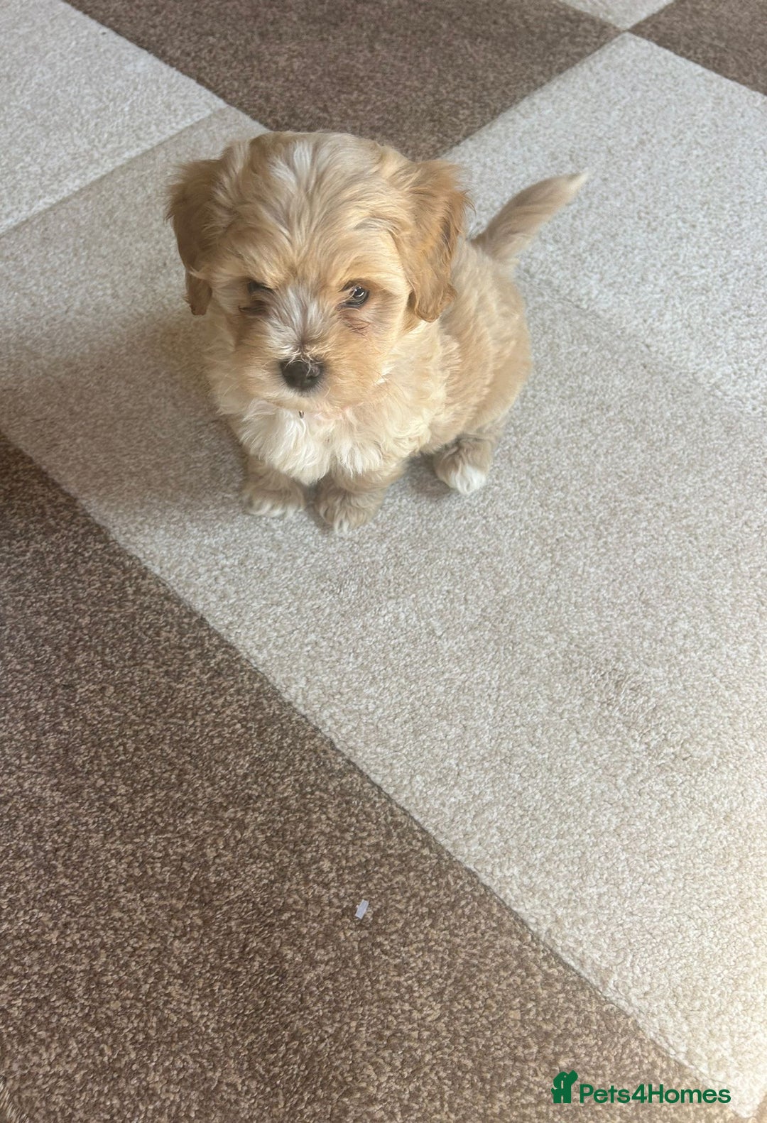 Maltipoo dogs for sale: 10-Week Maltipoo - Image 4