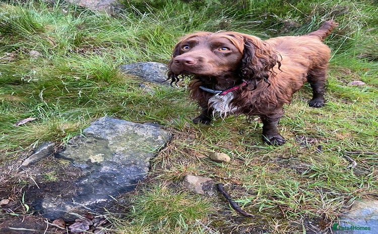 Cocker Spaniel dogs Lilah female spade cocker spaniel seeking rehoming - Advert 1