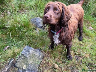 Cocker Spaniel dogs Lilah female spade cocker spaniel seeking rehoming - Advert 16