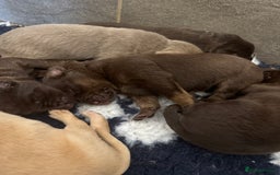 Labrador Retriever dogs for sale: Stunning Rare Coloured Pups Health Tested Parents  - Image 10