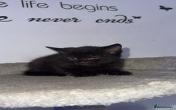 Mixed Breed cats for sale: FiveFemale Kittens Looking for Their ForeverHomes! - Advert 3