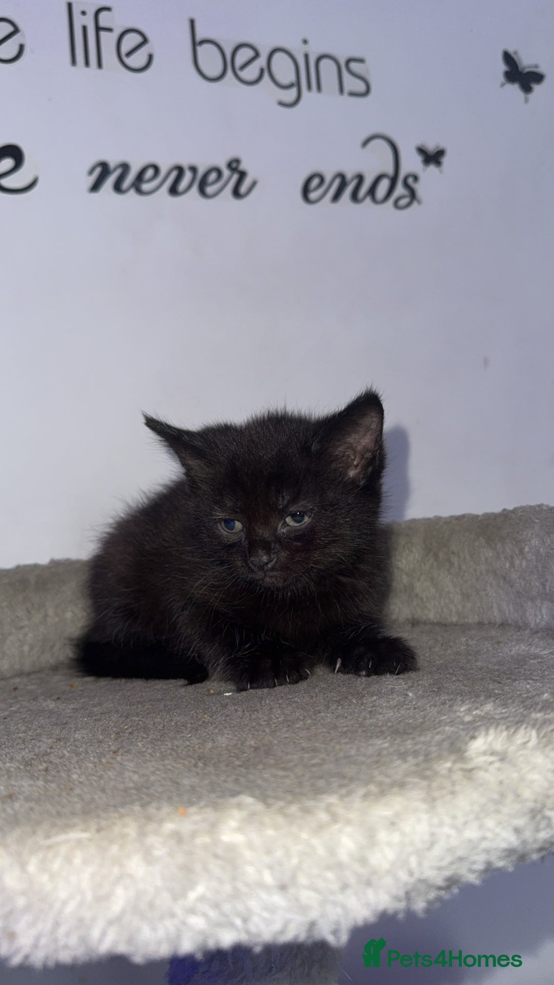 Mixed Breed cats for sale: FiveFemale Kittens Looking for Their ForeverHomes! - Advert 3