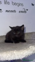 Mixed Breed cats FiveFemale Kittens Looking for Their ForeverHomes! - Advert 9