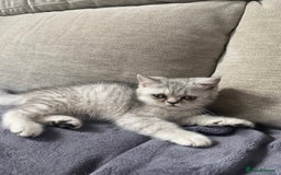 Scottish Fold cats for sale: Kittens scottish fold & Himalayan Persian mix  - Image 7