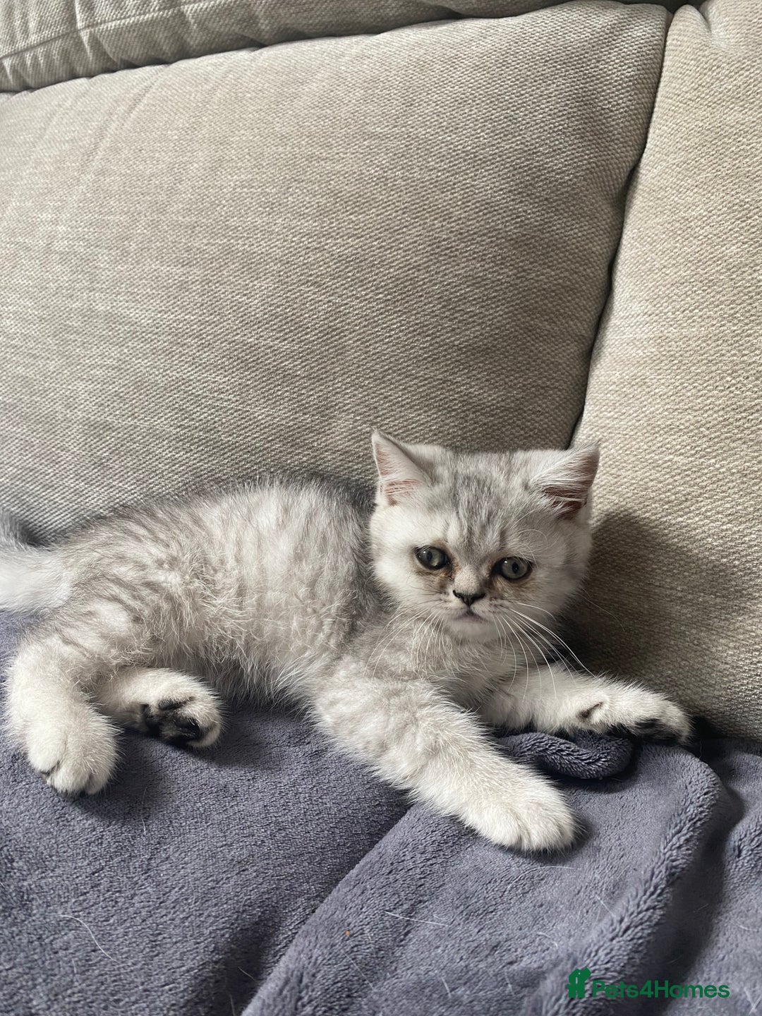Scottish Fold cats for sale: Kittens scottish fold & Himalayan Persian mix  - Image 7