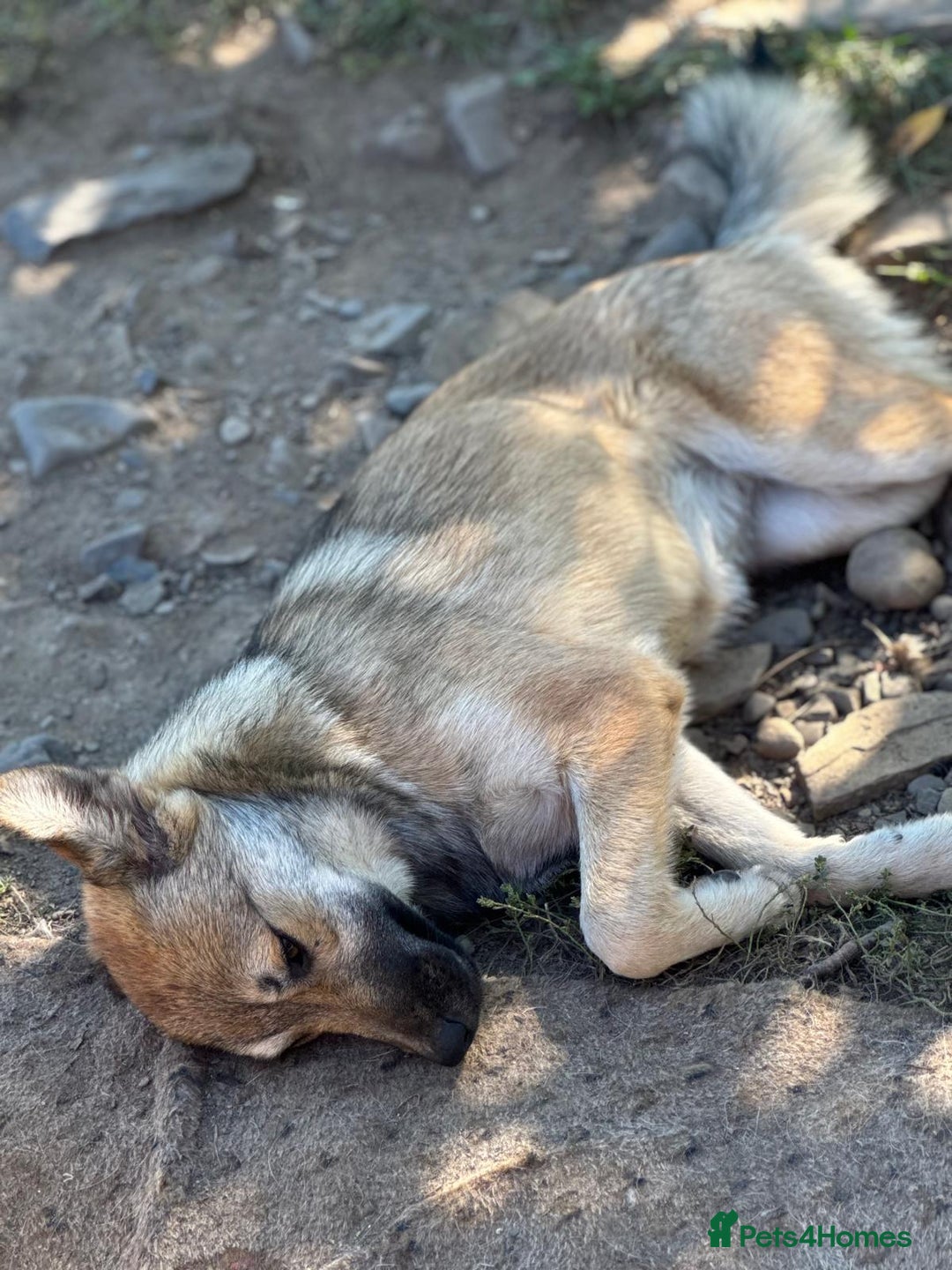 Mixed Breed dogs for adoption: EVIE - a Beautiful & Kind Girl, for a Loving Home - Image 6