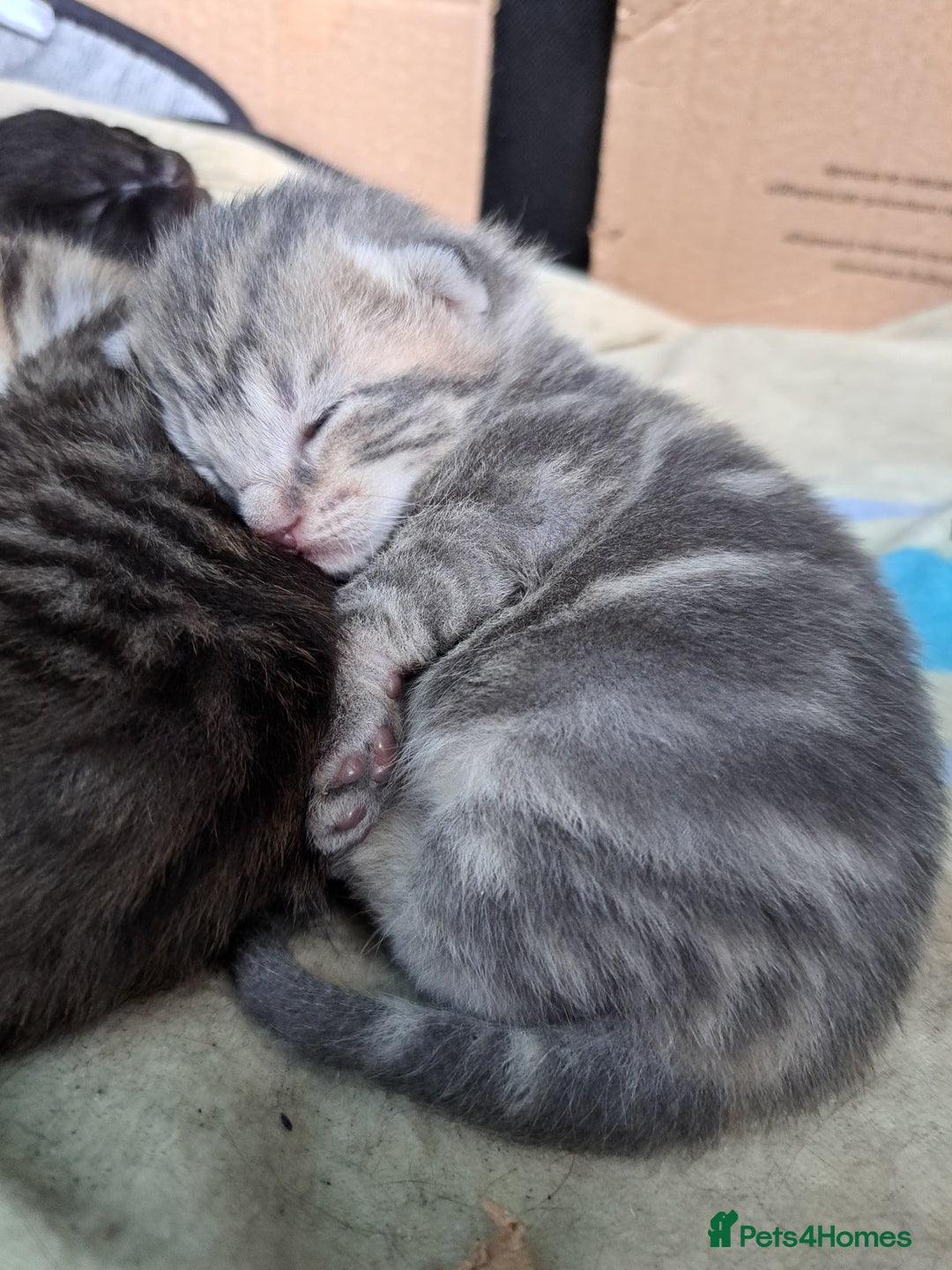 British Shorthair cats for sale: 3 gorgeous boy kittens - Image 2