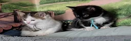 Domestic Shorthair cats for sale: Domestic Shorthair Kittens - Advert 14