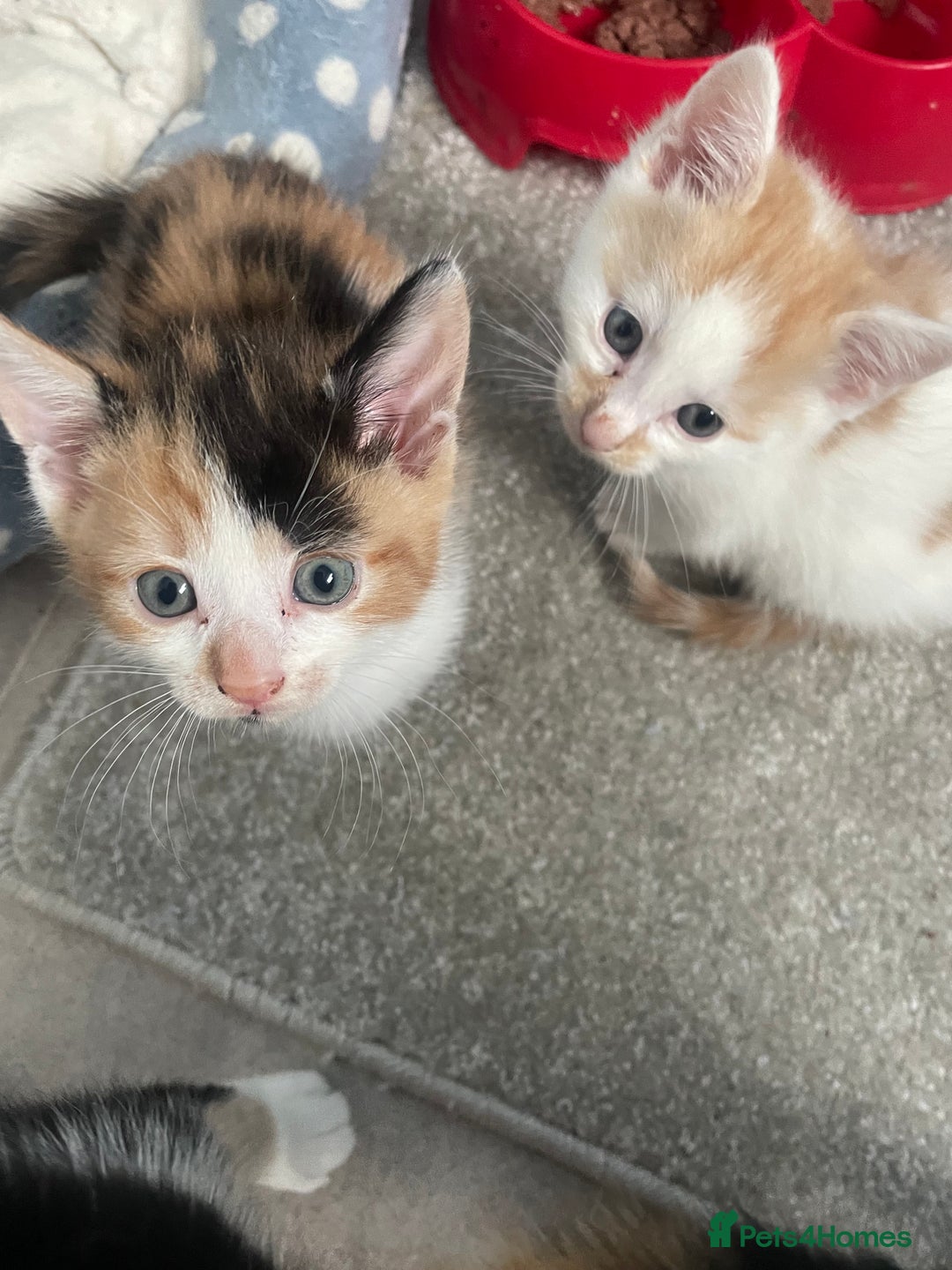 Mixed Breed cats for sale: 3 kittens 2 girls 1 boy  - Image 8