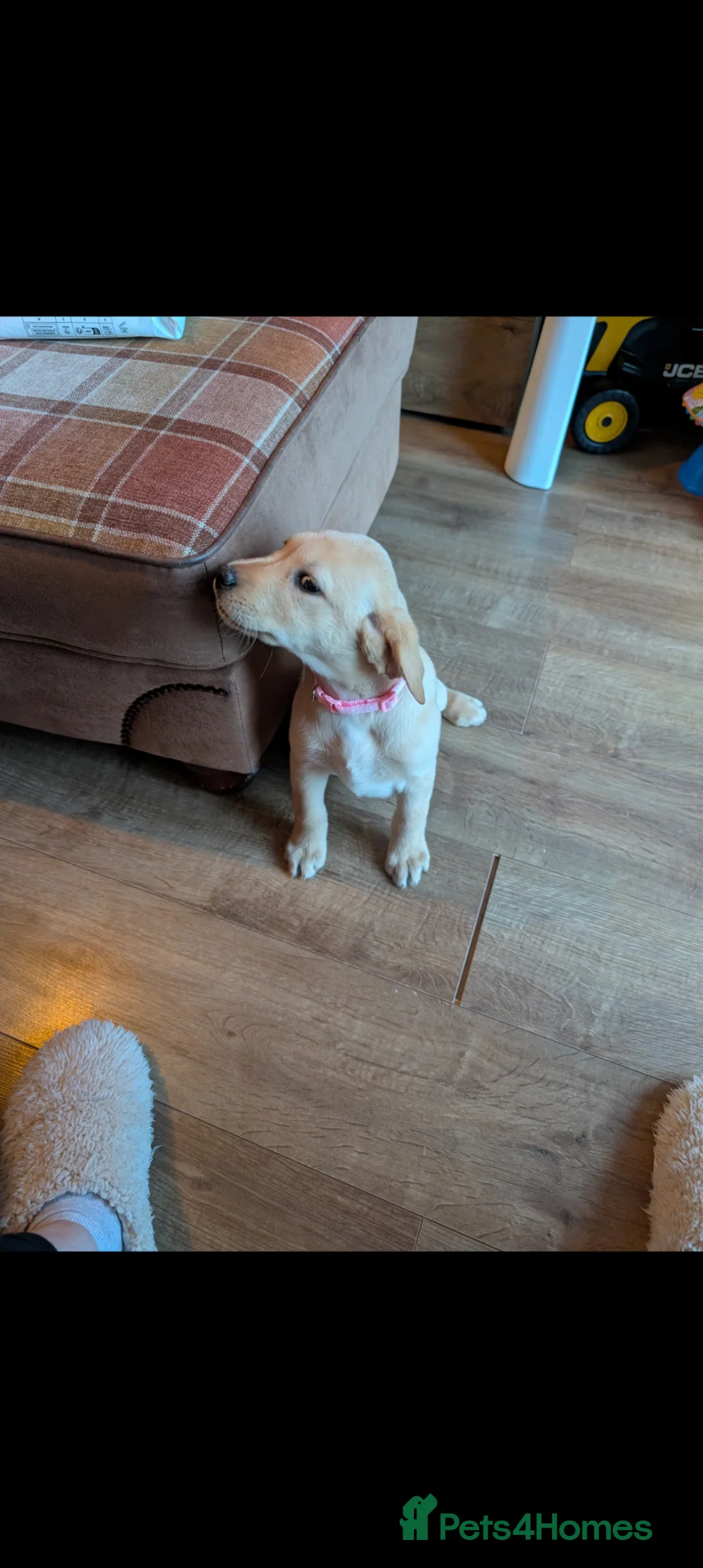 Labrador Retriever dogs for sale: Beautiful Labrador puppy  - Advert 5