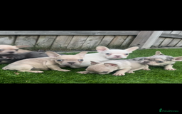 French Bulldog dogs for sale: French bull dog puppys  - Image 2