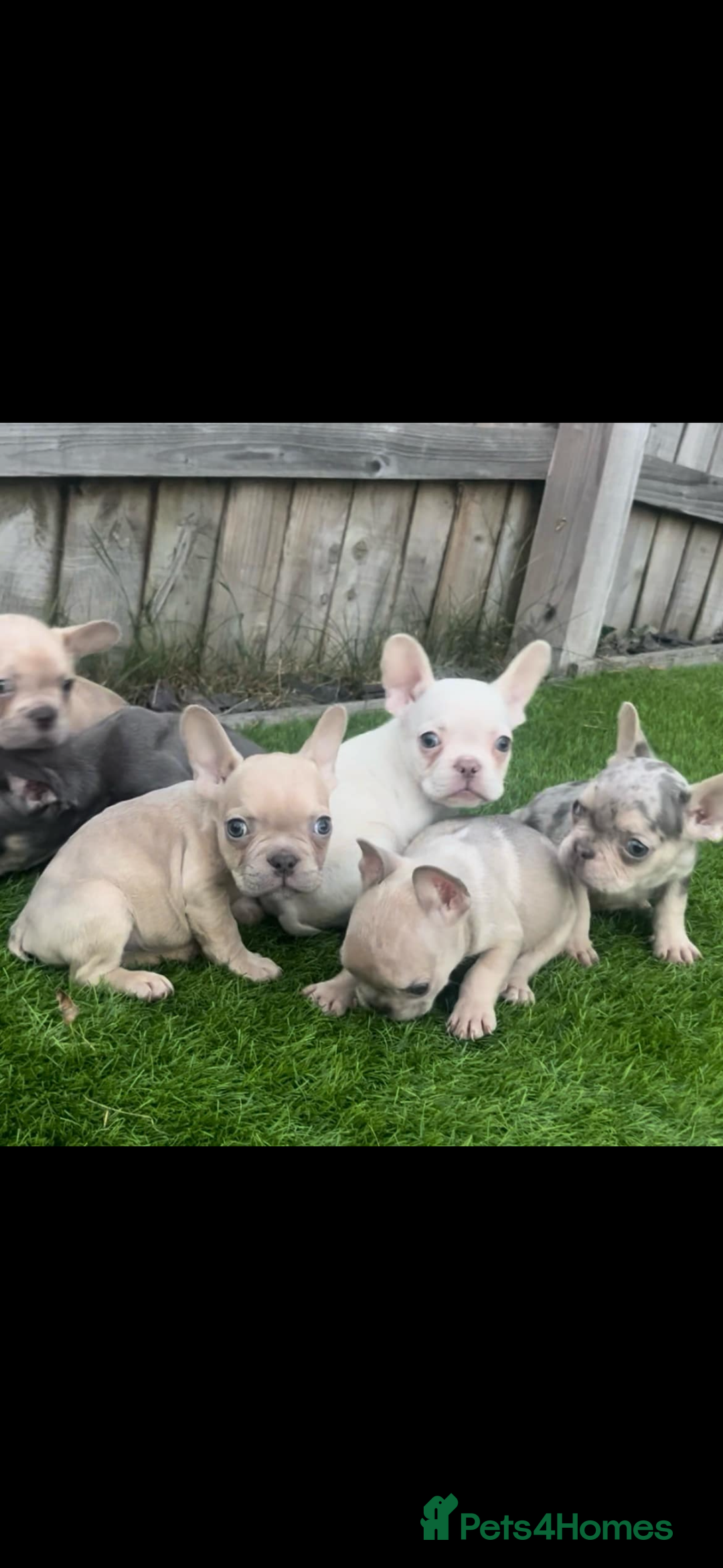 French Bulldog dogs for sale: French bull dog puppys  - Image 2