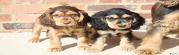 Cocker Spaniel dogs for sale: Kennel Club Registered Show Type Cocker puppies - Advert 8