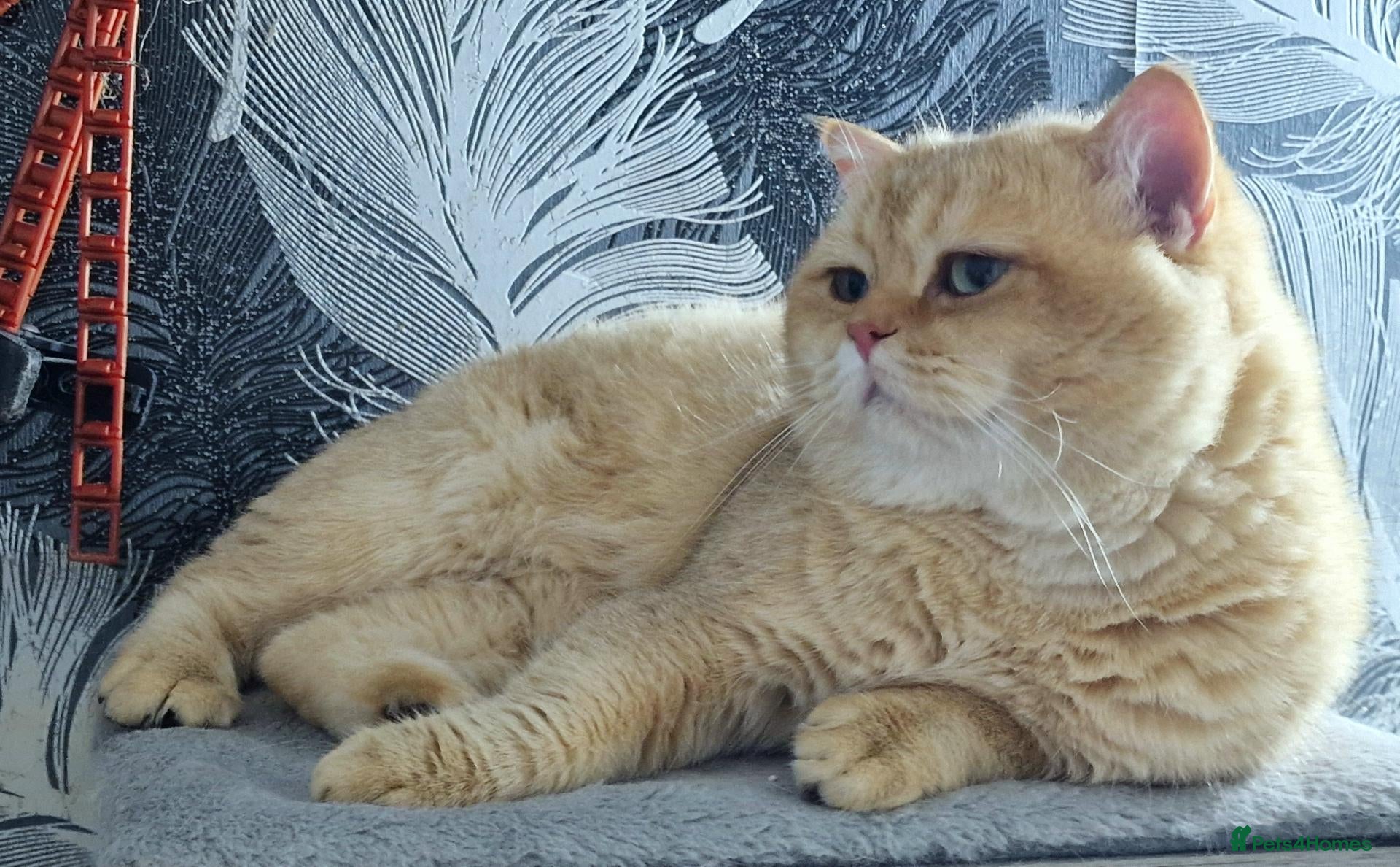 British Shorthair cats for stud: BSH registed proven stud - Advert 2