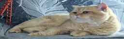 British Shorthair cats for stud: BSH registed proven stud - Advert 2