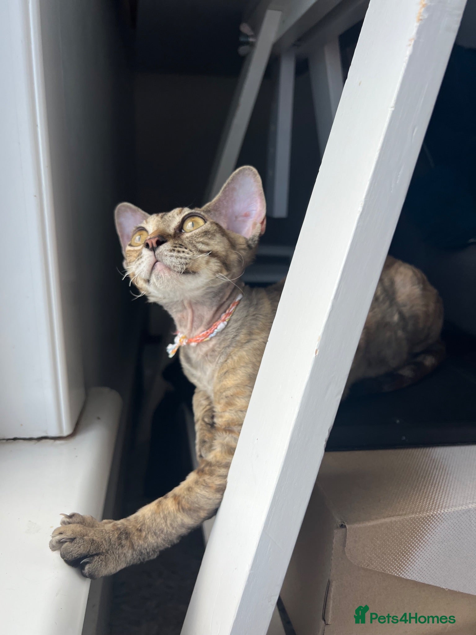 Devon Rex cats 🐾READY TO GO  Devon Rex Kittens for Sale - Advert 22