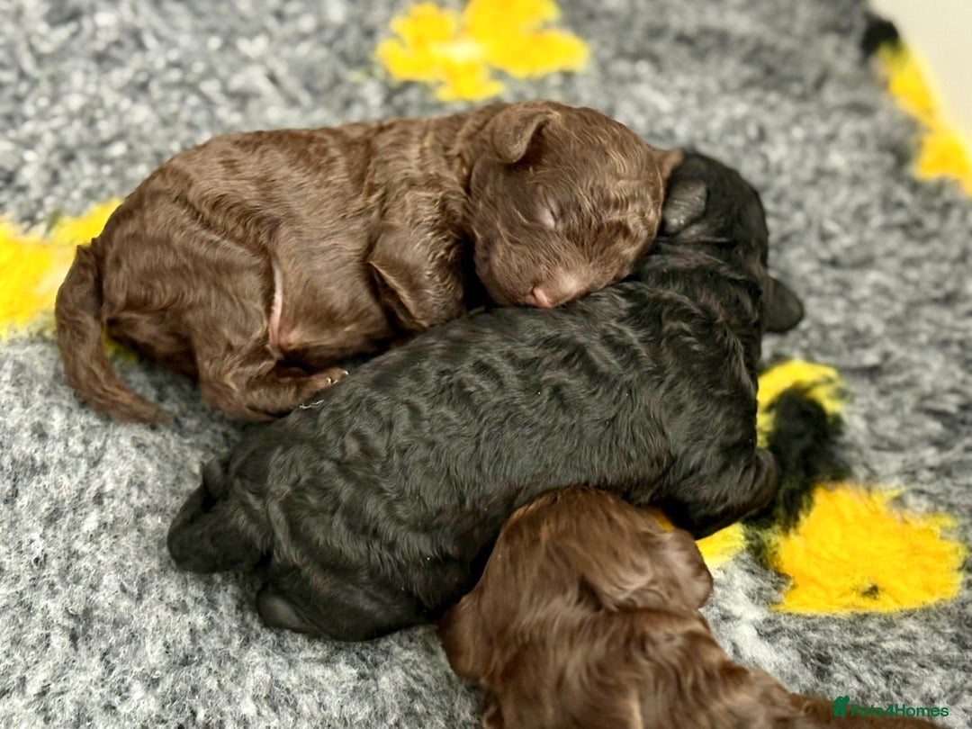 Cockapoo dogs for sale: 🐾 Beautiful F1B Cockapoos –Health Tested Parents  - Image 28