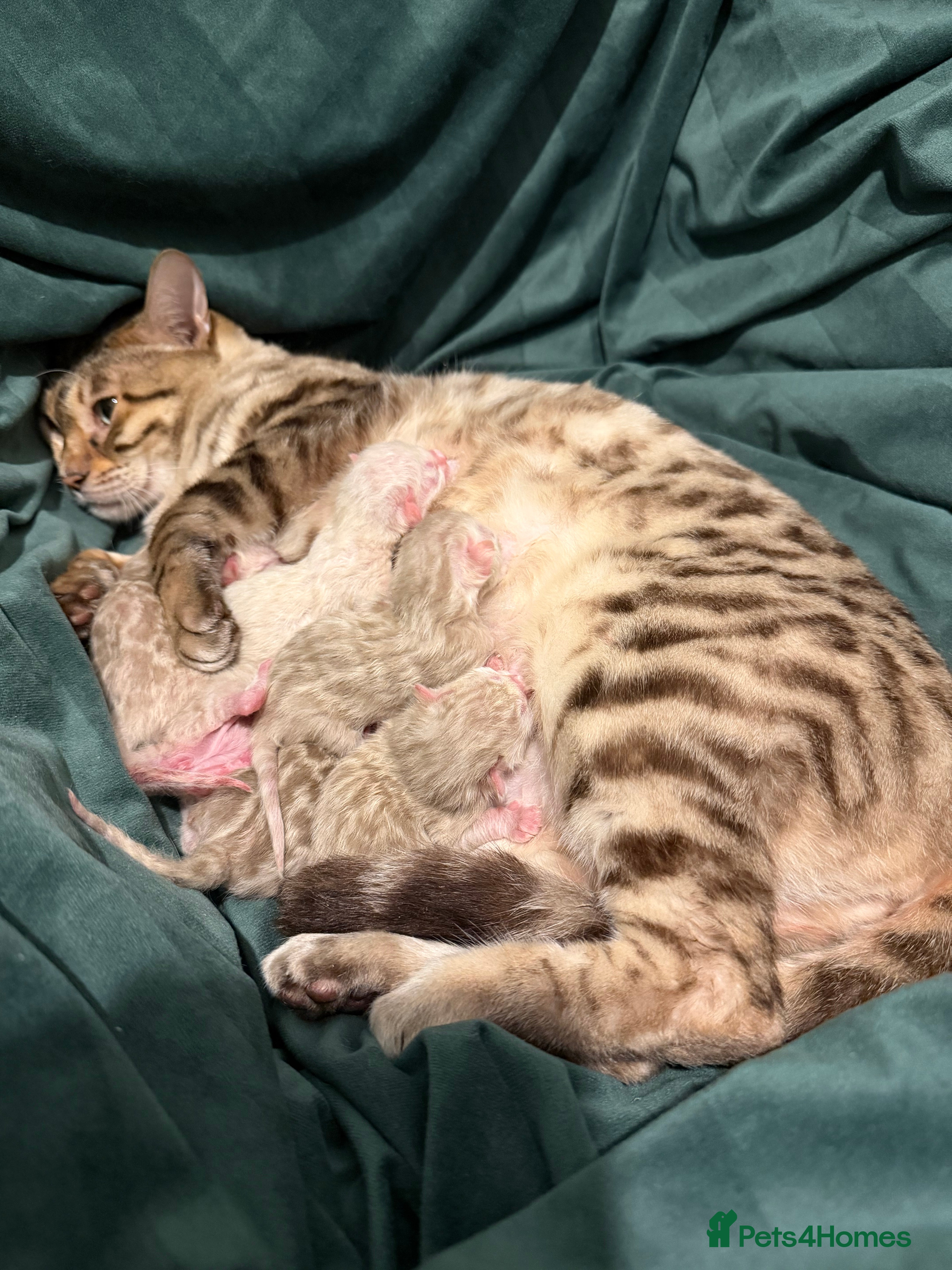 Bengal cats Snow Lynx Pedigree Kittens, ACTIVE! - Advert 1