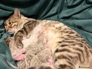 Bengal cats Snow Lynx Pedigree Kittens, ACTIVE! - Advert 17