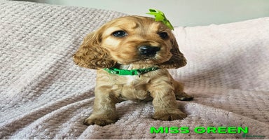 Cocker Spaniel dogs Stunning! Golden Kc Show Type Cocker Spaniels. - Advert 11