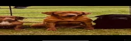 Labrador Retriever dogs for sale: KC Labrador puppies  - Advert 6
