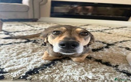 Mixed Breed dogs for adoption: MARGOT – 9 years old, Female, Mixed Breed - Image 1