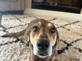 Mixed Breed dogs DOTTY – 9 years old, Female, Mixed Breed - Advert 11