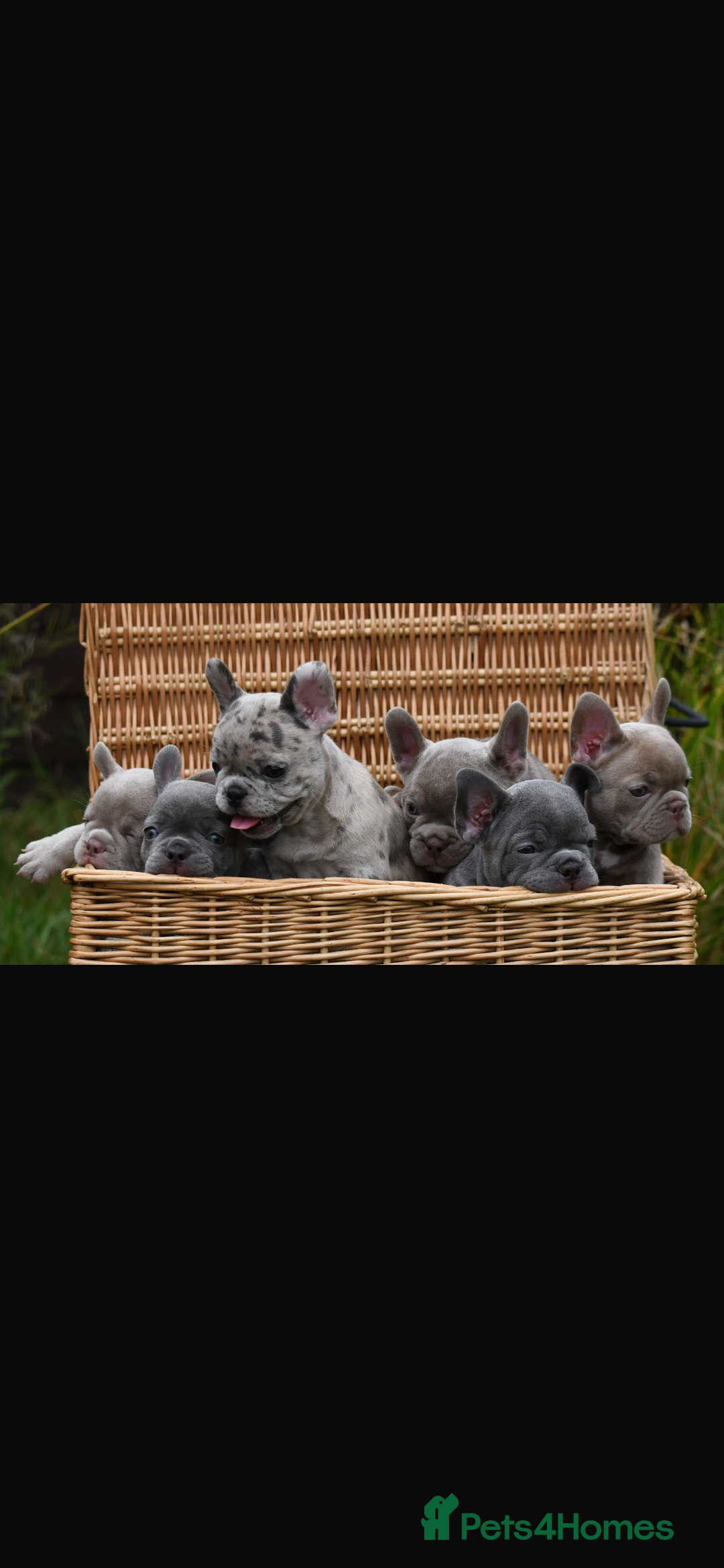 French Bulldog dogs for sale: Beautiful litter of 8 French bulldog puppies - Image 25