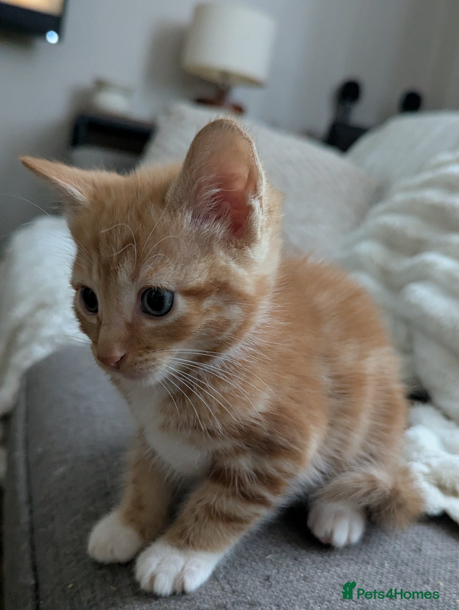Mixed Breed Kitten 7