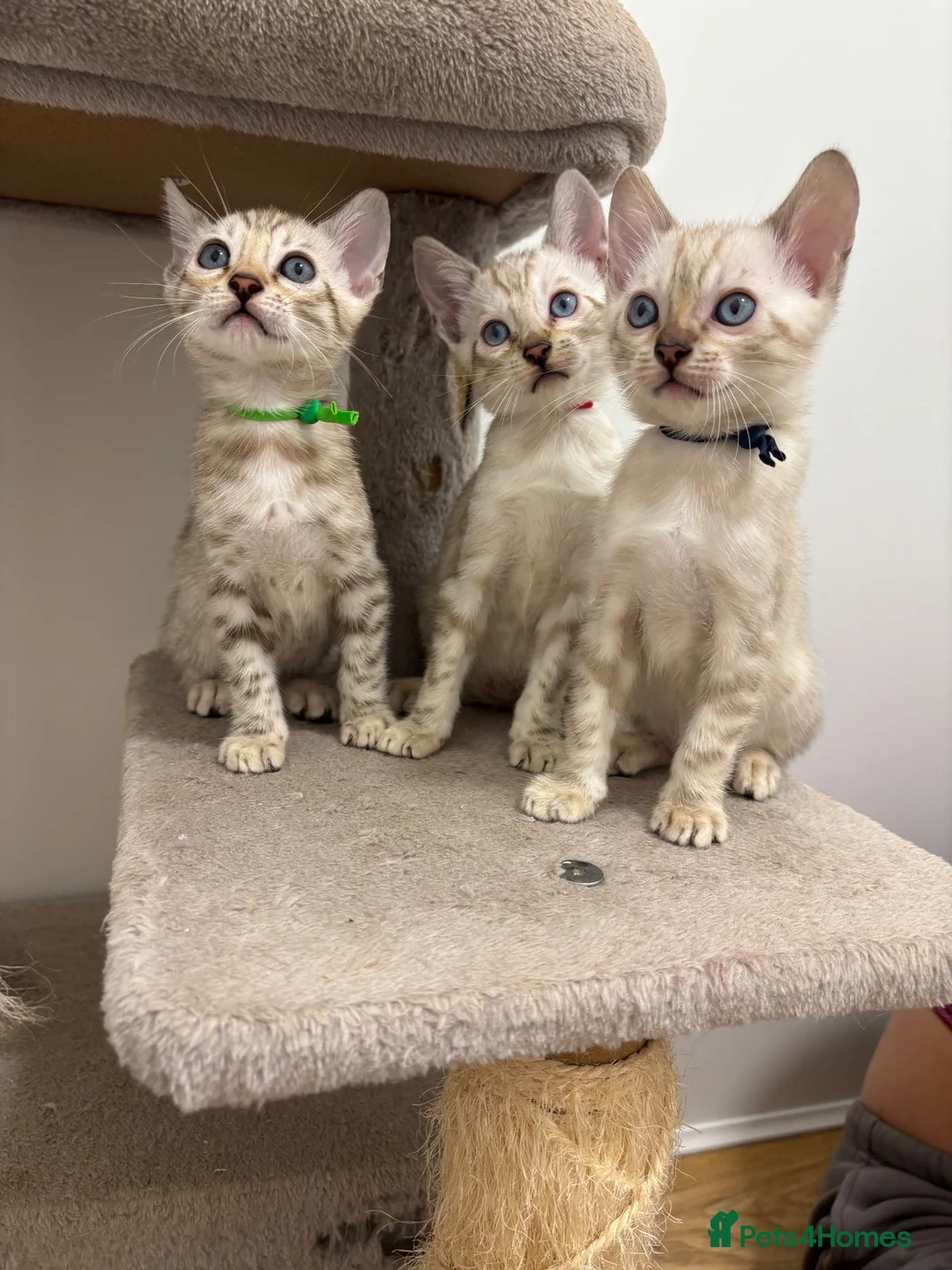 Bengal cats for sale: Pedigree Snow Glittery Bengals  - Advert 1