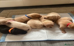 Labrador Retriever dogs for sale: LABRADOR PUPPIES - Image 3