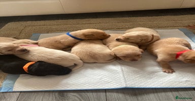Labrador Retriever dogs - Advert 12